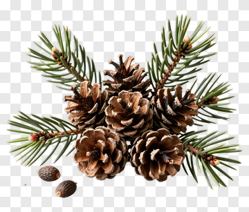 Pine Cones And Pine Branches PNG