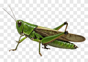 Green Grasshopper PNG