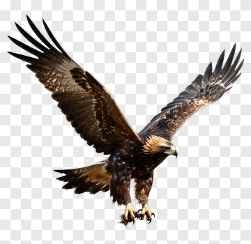Golden Eagle In Flight PNG