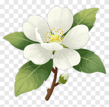 White Flower With Green Leaves PNG