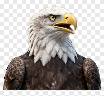 Realistic Bald Eagle Portrait PNG