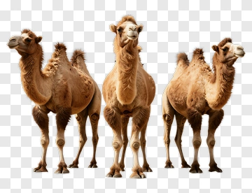 Group Of Three Camels PNG