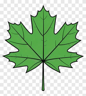 Green Maple Leaf PNG