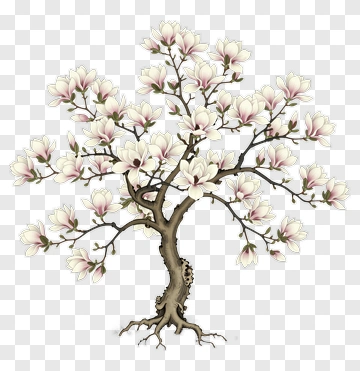 Magnolia Tree With Pink Flowers PNG
