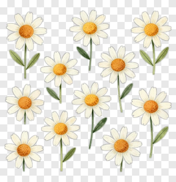 Flower Bouquet With Daisies PNG