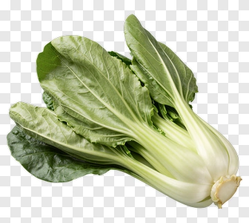 Fresh Bok Choy Vegetable PNG