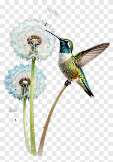 Hummingbird Feeding On Dandelion Flowers PNG