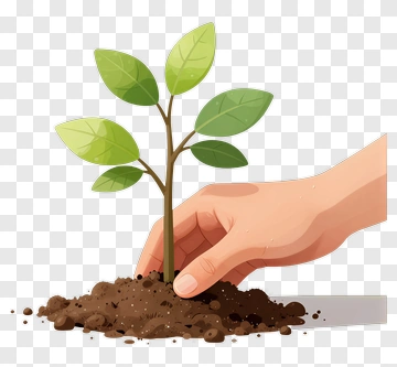 Hand Planting A Young Tree PNG