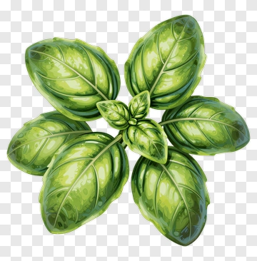 Green Basil Leaves PNG