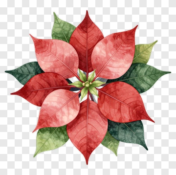 Colorful Poinsettia Flower PNG