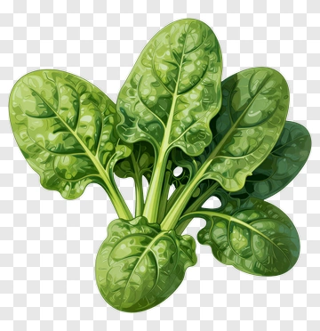 Fresh Spinach Leaves PNG