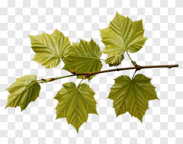 Green Maple Leaves On A Branch PNG