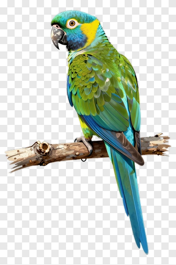 Colorful Parrot Perched On A Branch PNG