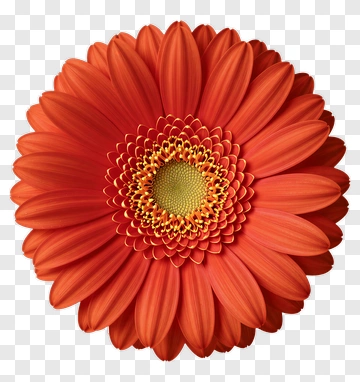 Orange Gerbera Daisy Flower PNG