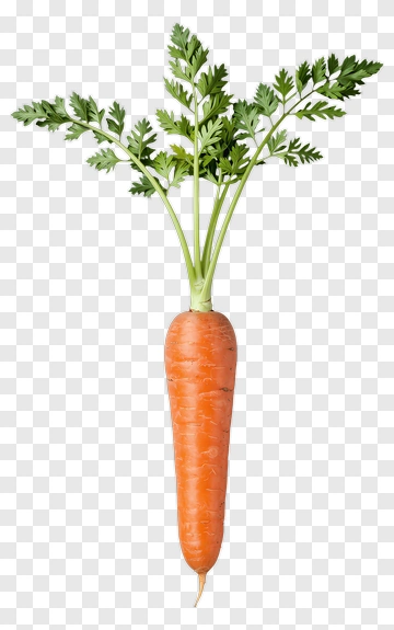 Fresh Carrot With Green Leaves PNG