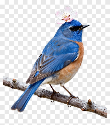Blue Bird With Flower On Head PNG