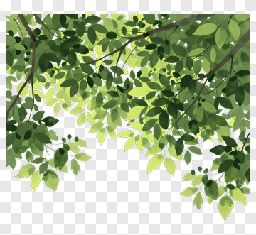 Green Leafy Canopy PNG