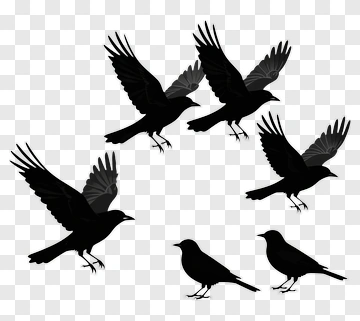 Silhouette Birds In Flight PNG