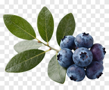 Fresh Blueberries With Green Leaves PNG