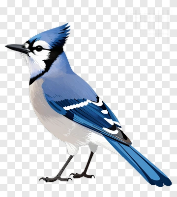 Blue Jay Bird PNG