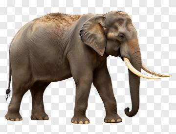 Realistic Elephant PNG