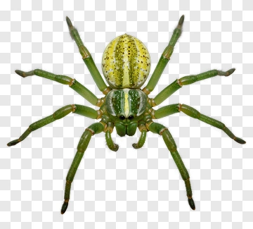 Green Spider PNG