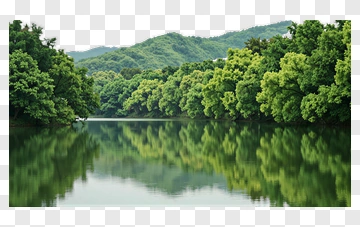 Serene Forest Landscape With Reflections On Water PNG