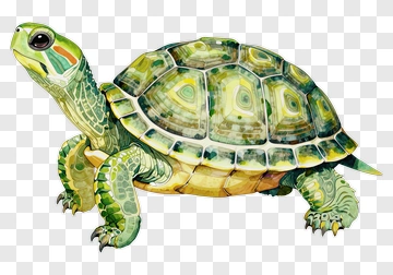 Watercolor Turtle PNG