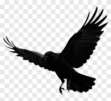 Black Crow In Flight PNG