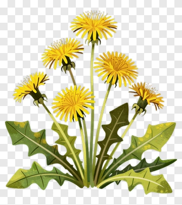 Colorful Dandelion Flowers PNG