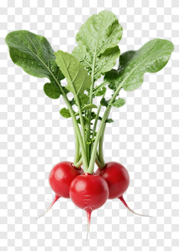Radish With Green Leaves PNG