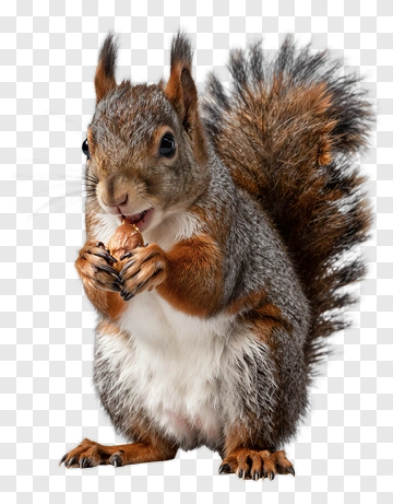 Squirrel Holding A Nut PNG