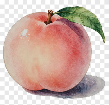 Watercolor Peach With Leaf PNG