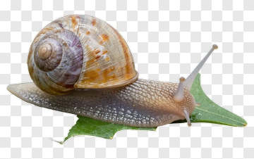 Snail On A Leaf PNG
