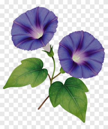 Purple Morning Glory Flower PNG