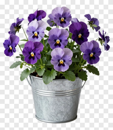 Pansy Flowers In A Metal Bucket PNG