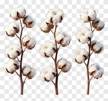 Cotton Plant Stems With Cotton Bolls PNG