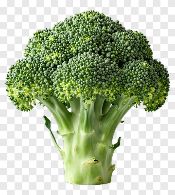 Fresh Broccoli PNG