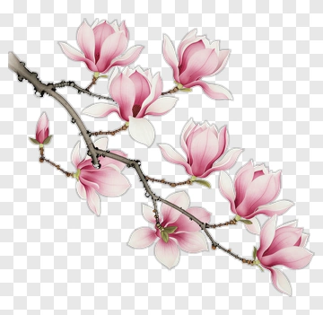 Pink Magnolia Flower Branch PNG