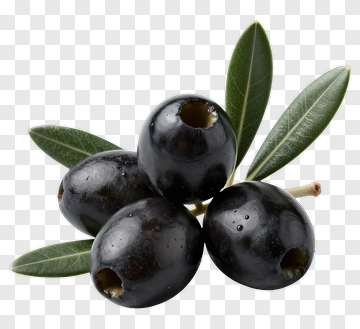 Black Olives On Olive Branch PNG
