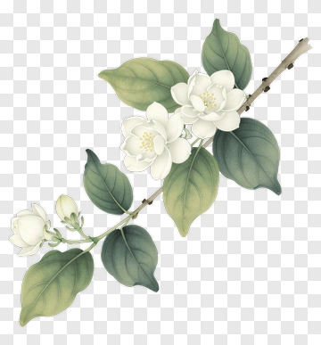 White Flower Branch With Green Leaves PNG