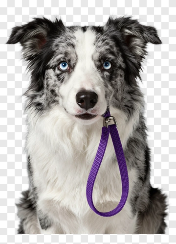 Border Collie With Purple Leash PNG