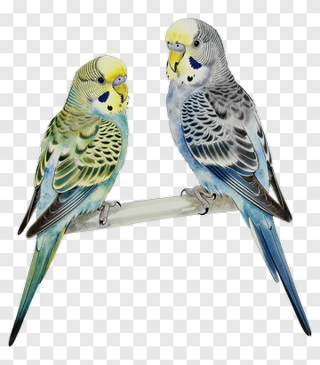 Colorful Budgerigar Pair Perched Together PNG