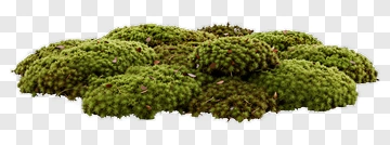 Green Mossy Ground Cover PNG