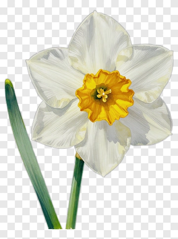 White Daffodil Flower PNG