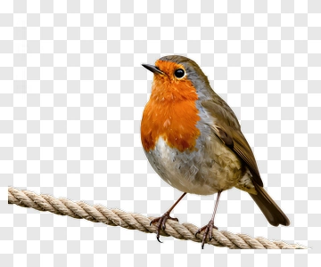 Robin Bird Perched On A Rope PNG