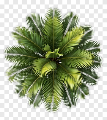 Green Palm Tree PNG