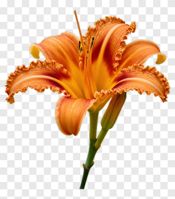 Orange Flower With Ruffled Petals PNG