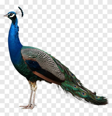 Peacock With Vibrant Feathers PNG
