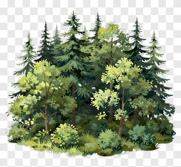 Lush Forest With Evergreen Trees PNG